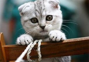 猫咪吃瓜1-40集免费,40集轻松搞笑，揭秘喵星人的欢乐日常  第1张